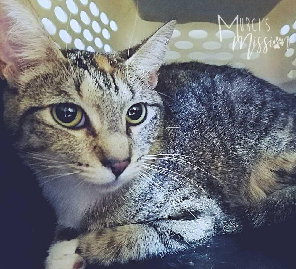 Tiny, Adopted, Adult Female Domestic Short Hair.