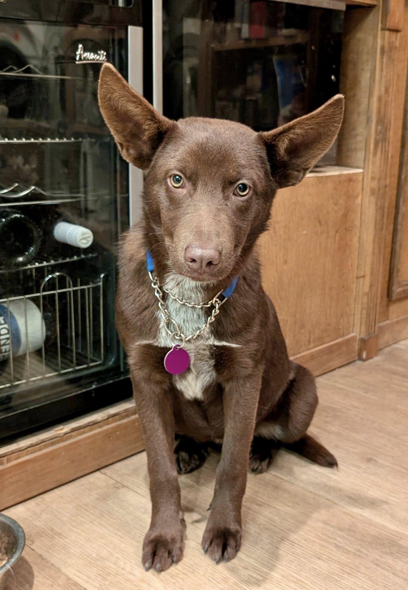 Mattie, a Adopted Australian Cattle Dog / Blue Heeler in Paso Robles, CA image 2/3