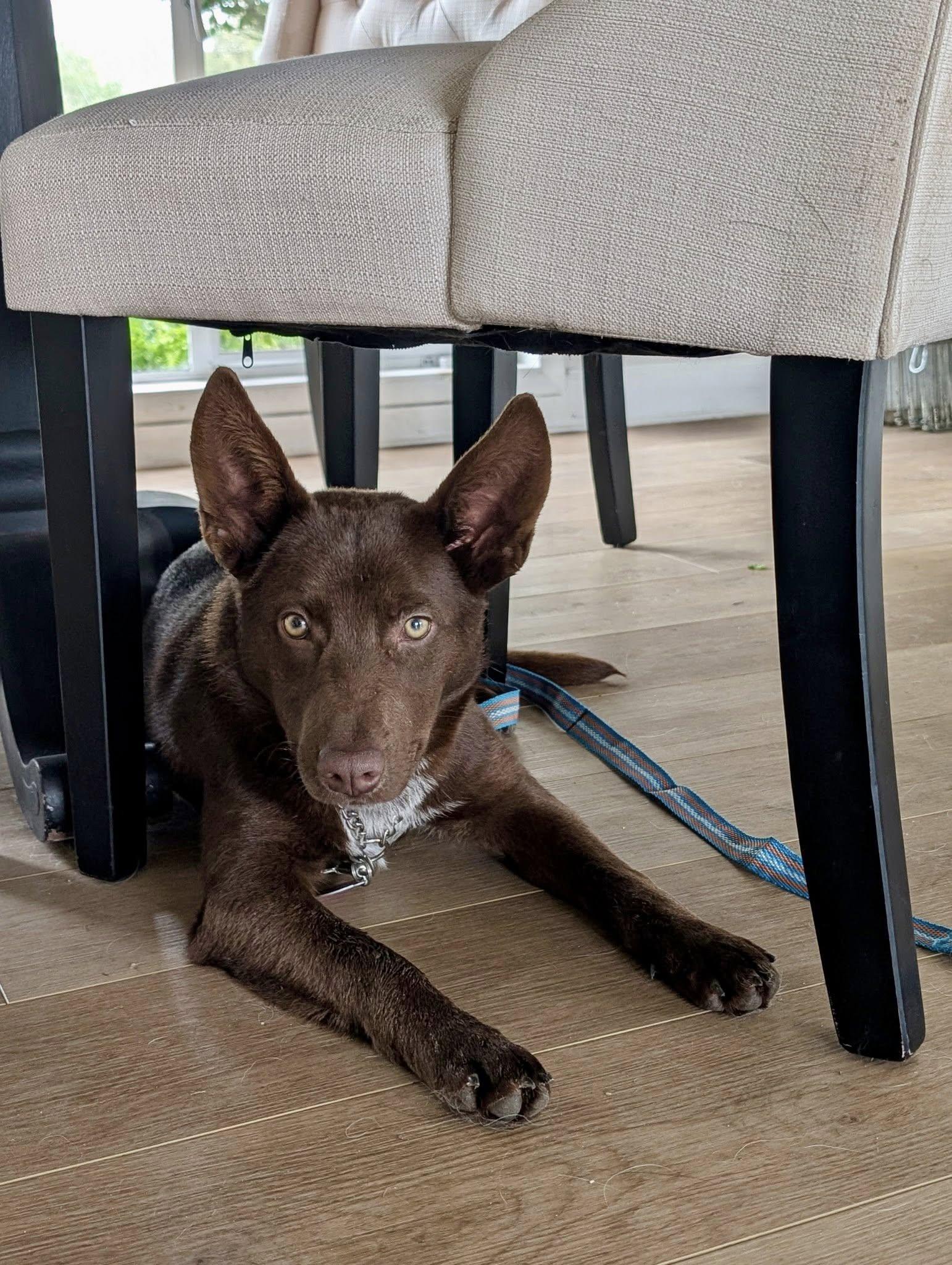 Mattie, a Adopted Australian Cattle Dog / Blue Heeler in Paso Robles, CA image 3/3