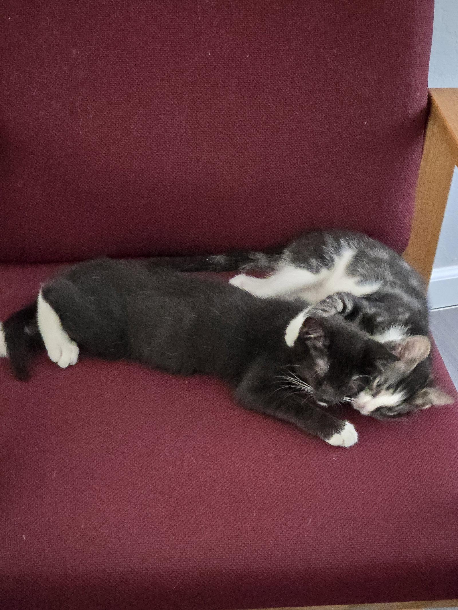 Nyx + Fiona, a Adoptable Domestic Short Hair in Davis, CA image 1/3