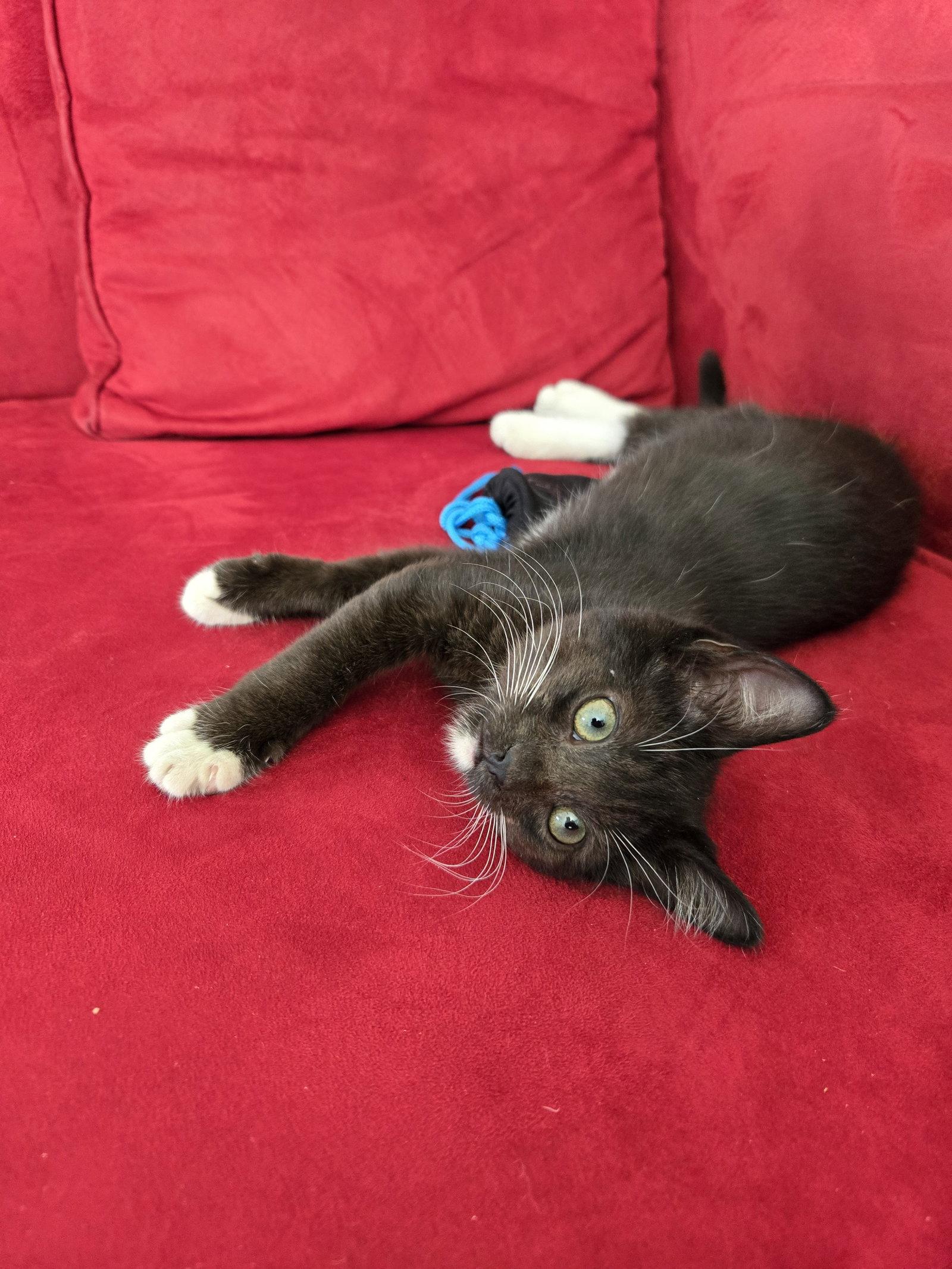 Nyx + Fiona, a Adoptable Domestic Short Hair in Davis, CA image 2/3