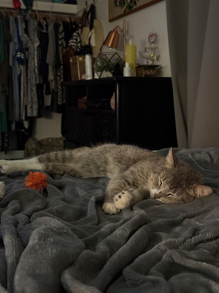 Leo, a Adoptable Domestic Short Hair in Oak Park, MI image 1/6