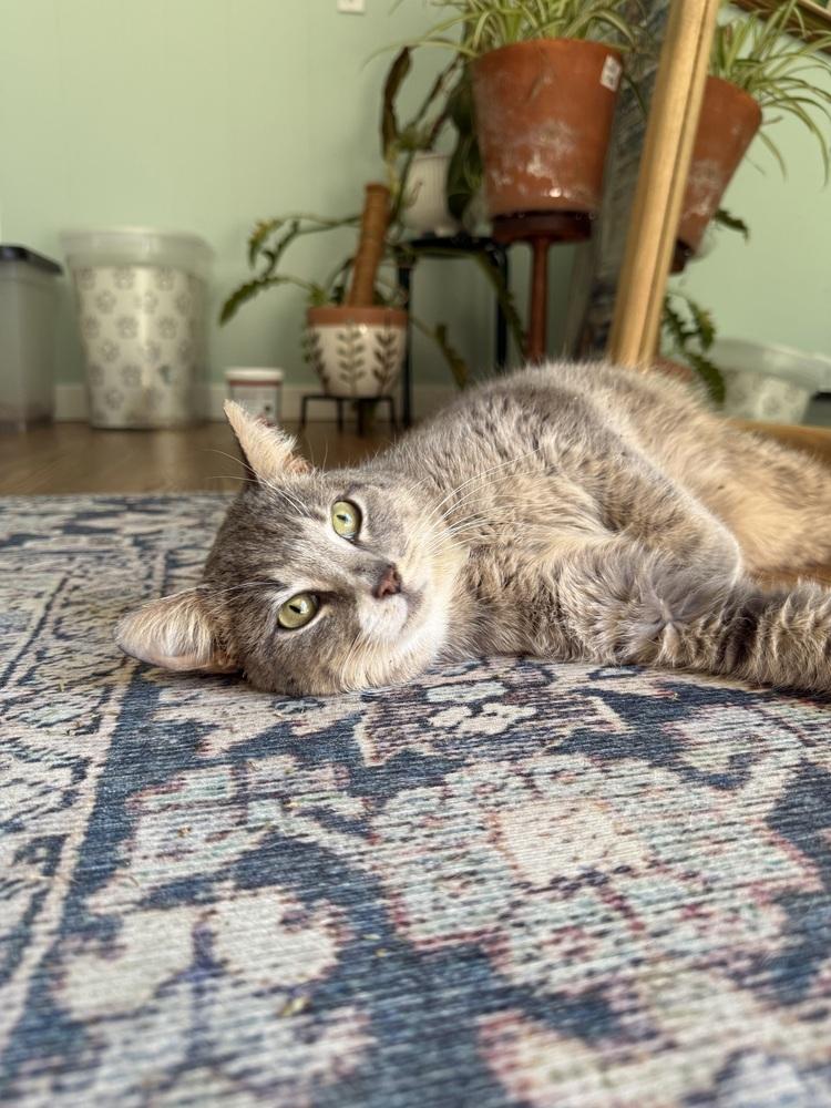 Leo, a Adoptable Domestic Short Hair in Oak Park, MI image 2/6