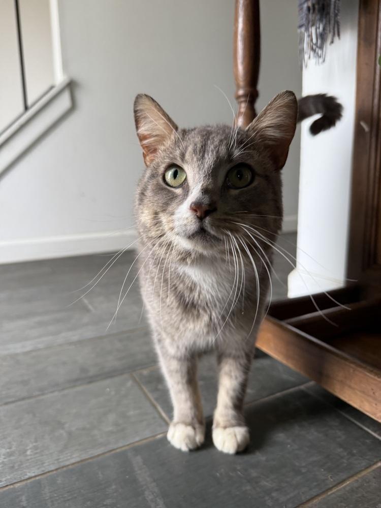 Leo, a Adoptable Domestic Short Hair in Oak Park, MI image 3/6
