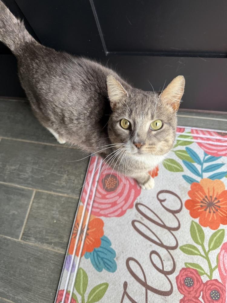 Leo, a Adoptable Domestic Short Hair in Oak Park, MI image 4/6
