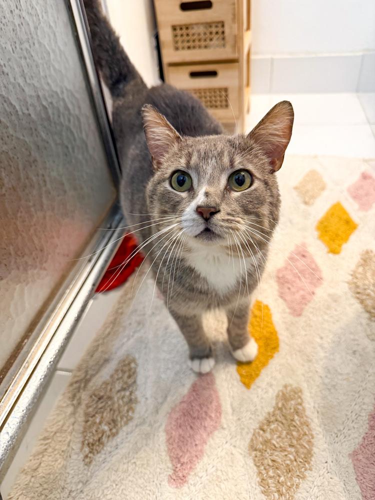Leo, a Adoptable Domestic Short Hair in Oak Park, MI image 5/6