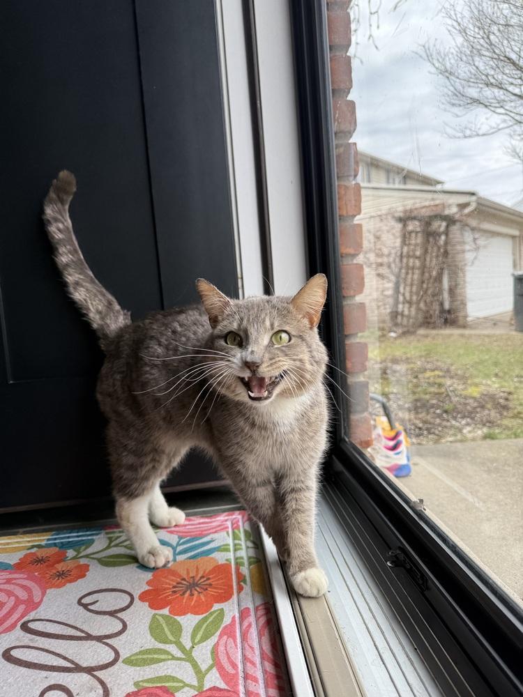 Leo, a Adoptable Domestic Short Hair in Oak Park, MI image 6/6