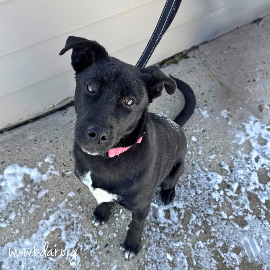 Ransom, a Adoptable mixed breed in Cheyenne, WY image 1/2