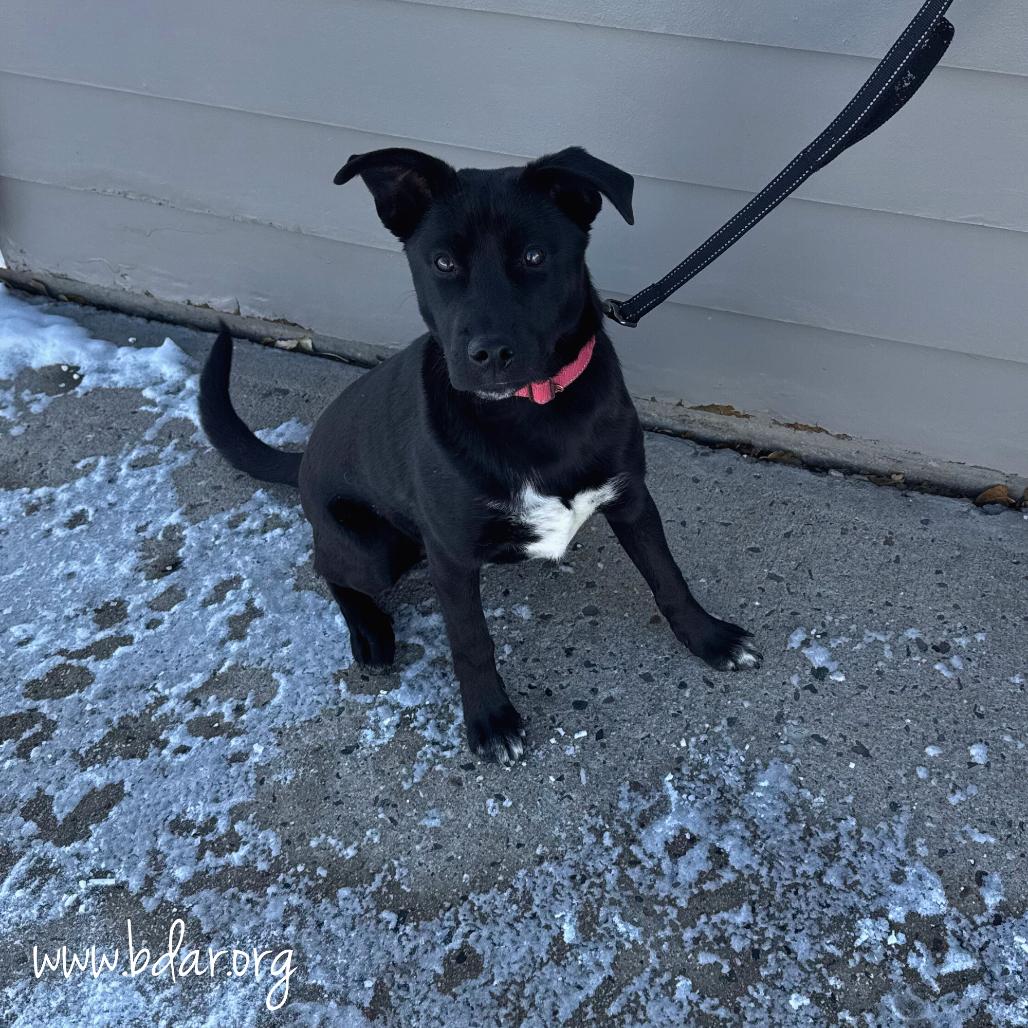 Ransom, a Adoptable mixed breed in Cheyenne, WY image 2/2