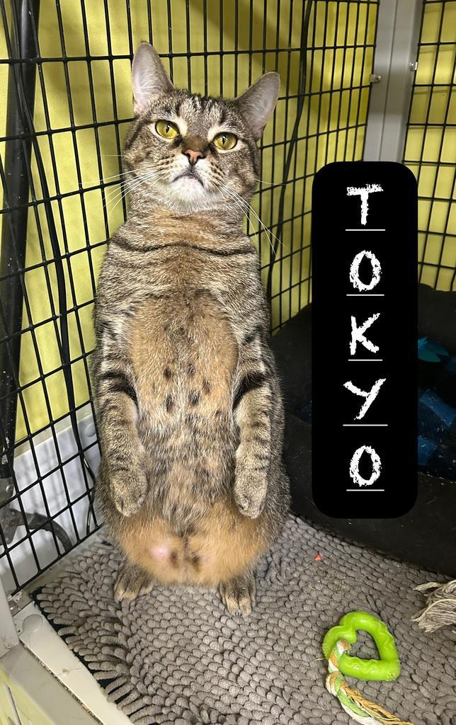 Tokyo, a Adoptable mixed breed in Maumelle, AR image 1/6