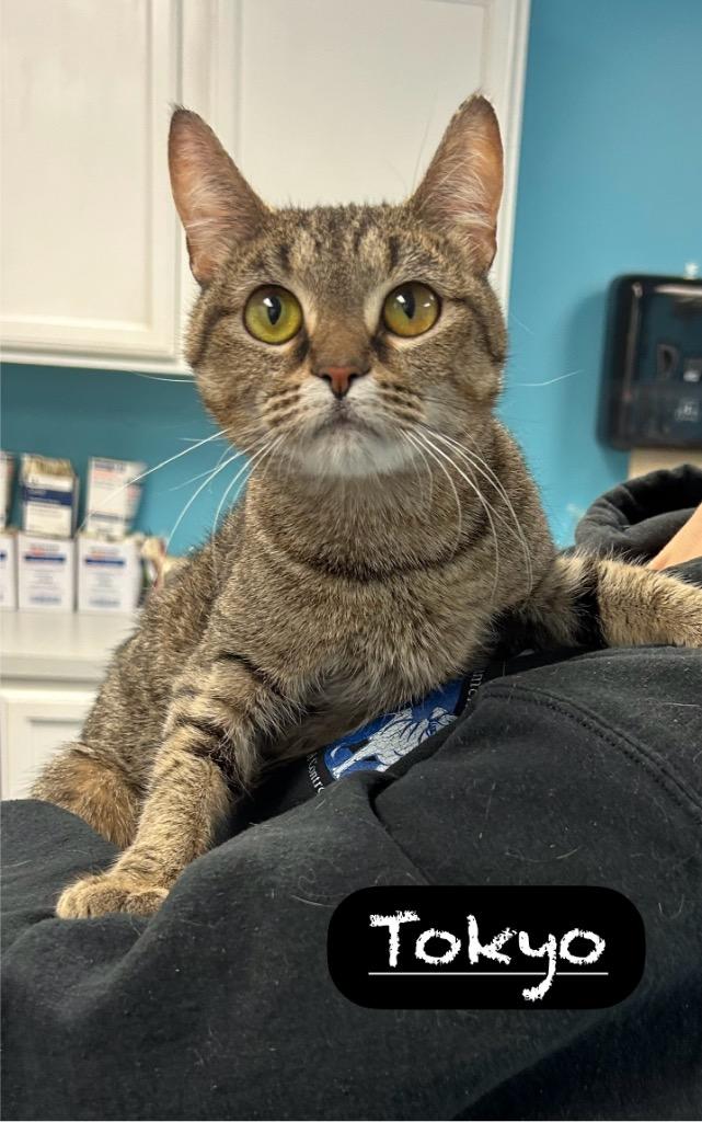 Tokyo, a Adoptable mixed breed in Maumelle, AR image 2/6