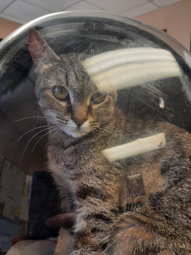 Tokyo, a Adoptable mixed breed in Maumelle, AR image 3/6