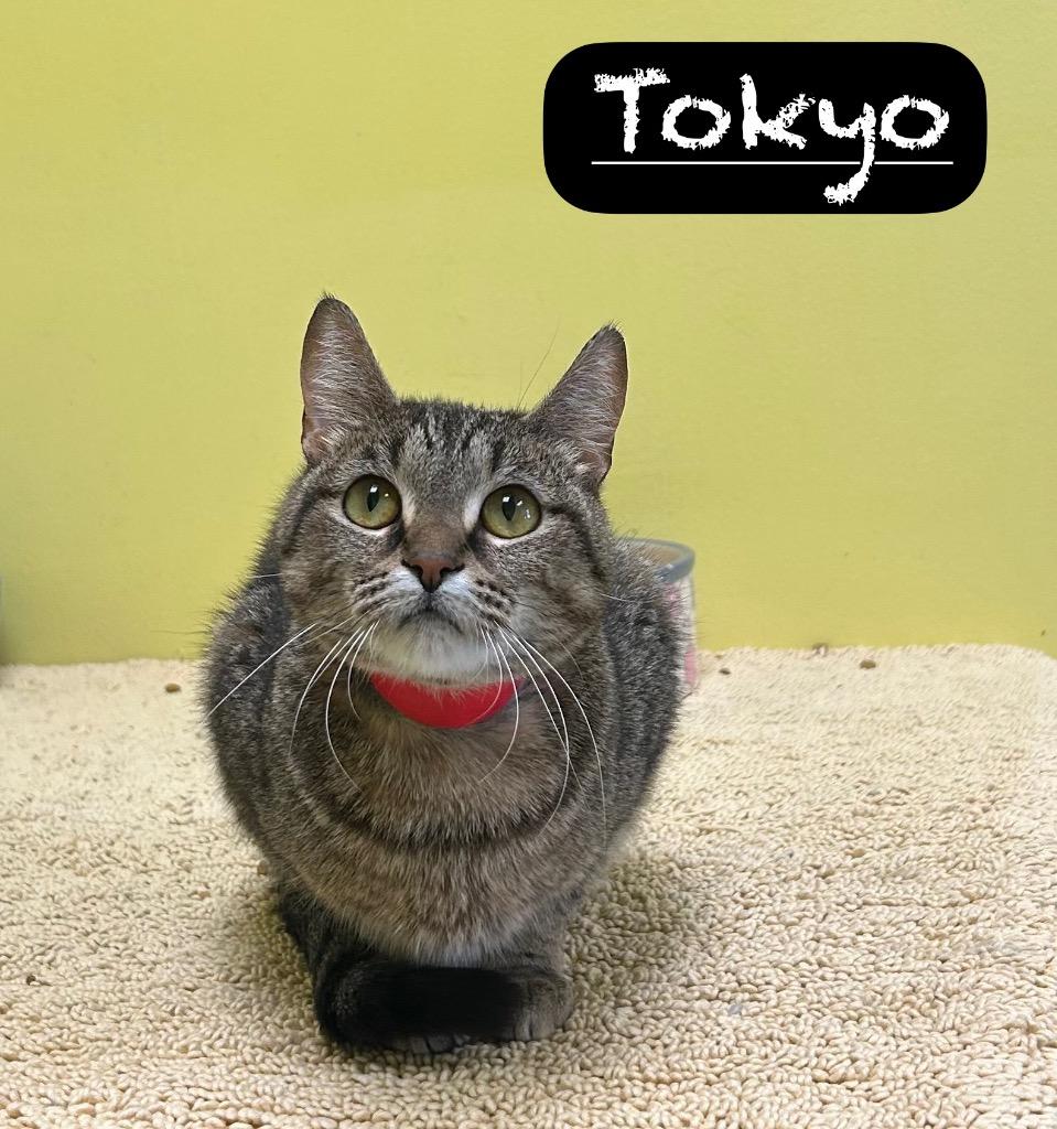 Tokyo, a Adoptable mixed breed in Maumelle, AR image 4/6