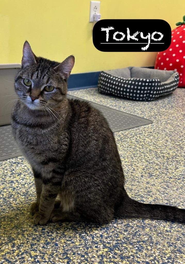 Tokyo, a Adoptable mixed breed in Maumelle, AR image 5/6