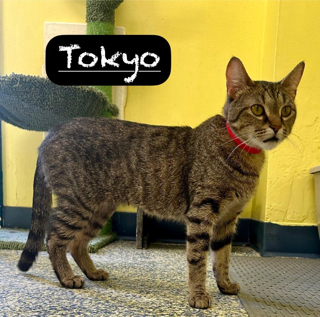 Tokyo, a Adoptable mixed breed in Maumelle, AR image 6/6