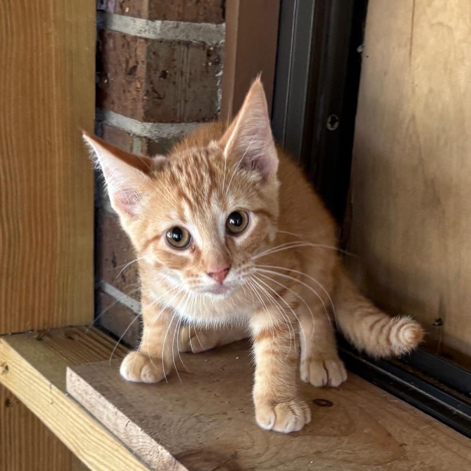 Bell 27-Pontius, Adoptable, Young Male Domestic Short Hair.