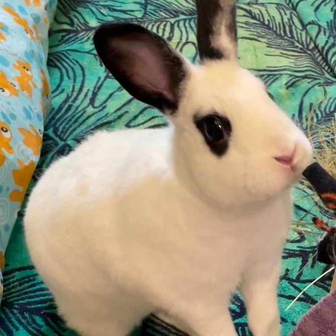 Lotus —FOSTER NEEDED, a Adoptable Bunny Rabbit in Norwalk, CT image 2/5
