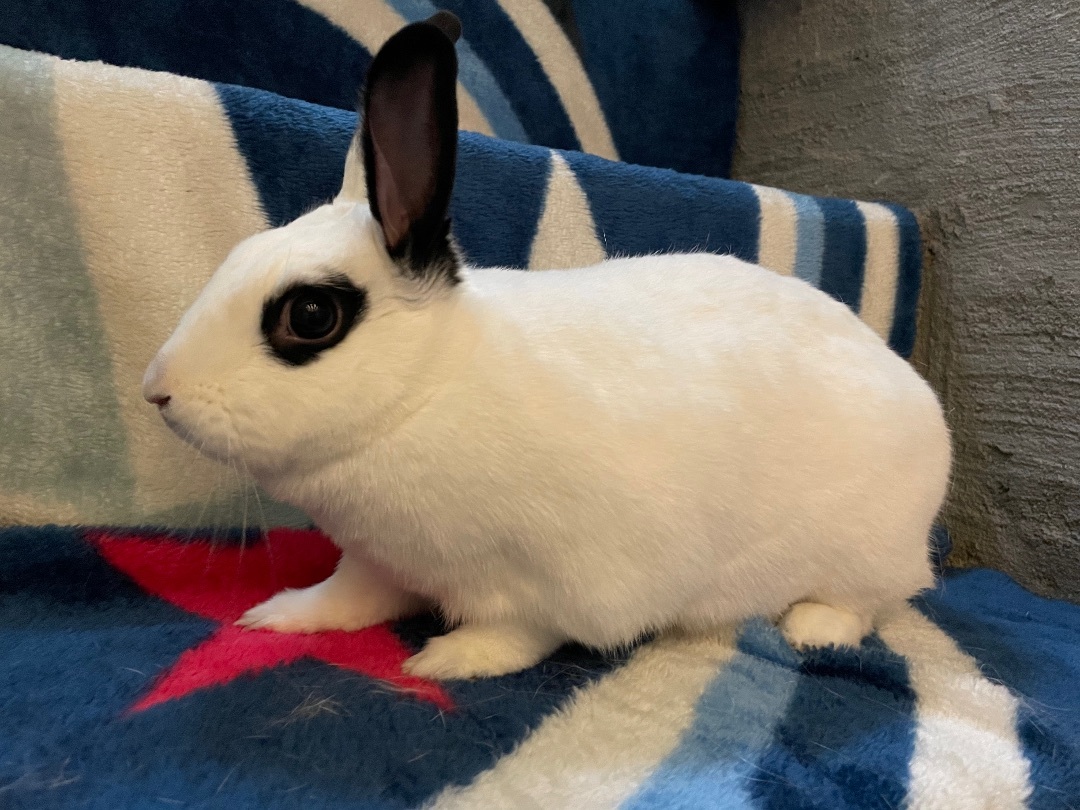 Lotus —FOSTER NEEDED, Adoptable, Adult Female Bunny Rabbit.