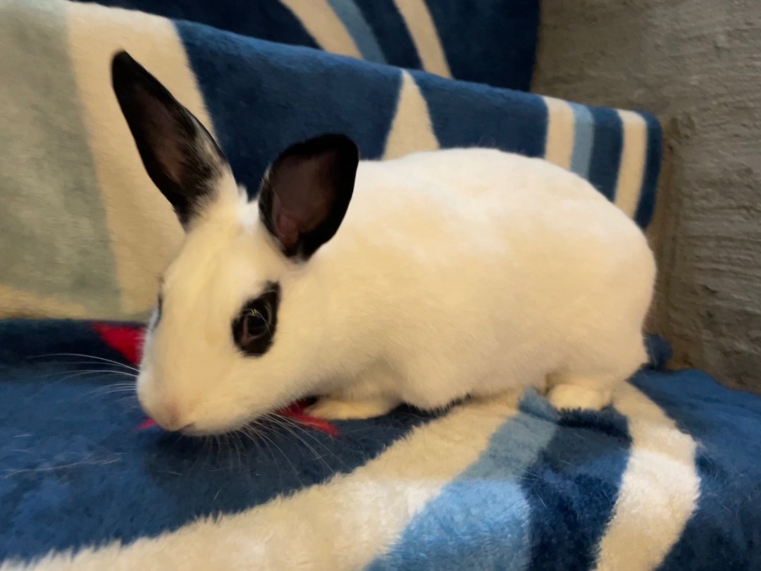 Lotus —FOSTER NEEDED, a Adoptable Bunny Rabbit in Norwalk, CT image 5/5