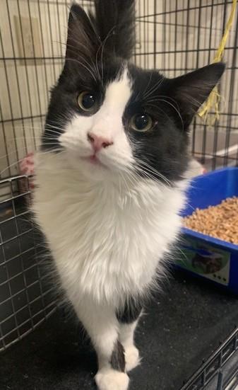 Sophocles, Adoptable, Young Male Domestic Medium Hair.