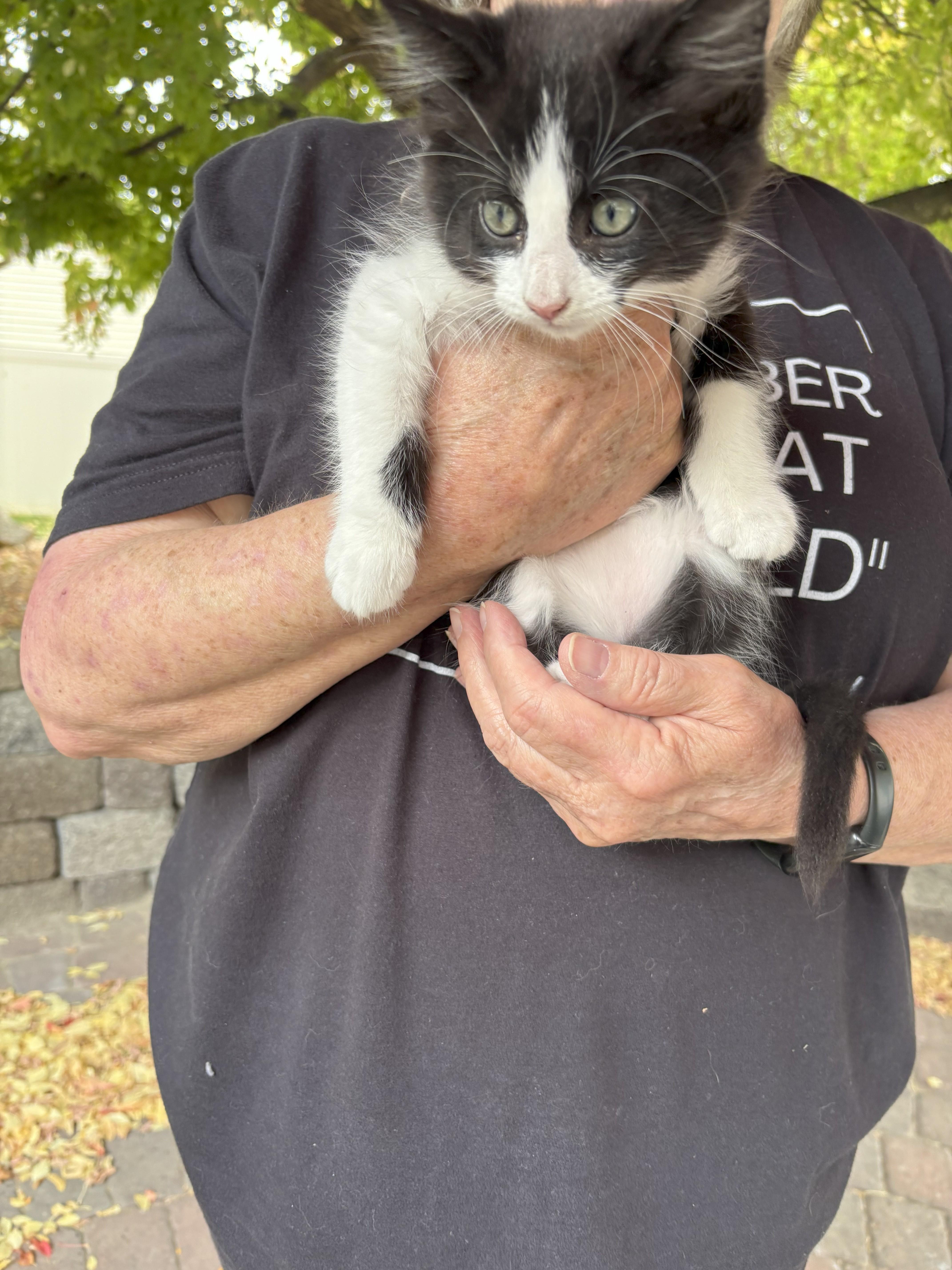 Enlarge Sophocles, a Adoptable mixed breed in Buhl, ID image 2/5