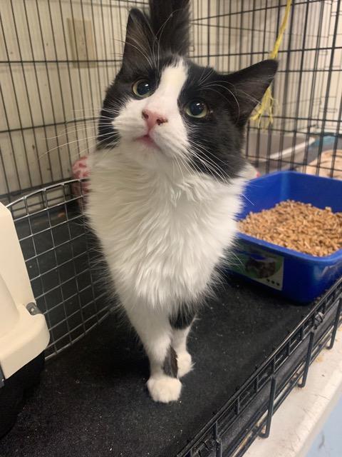 Enlarge Sophocles, a Adoptable mixed breed in Buhl, ID image 3/5