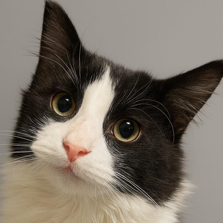 Enlarge Sophocles, a Adoptable mixed breed in Buhl, ID image 4/5