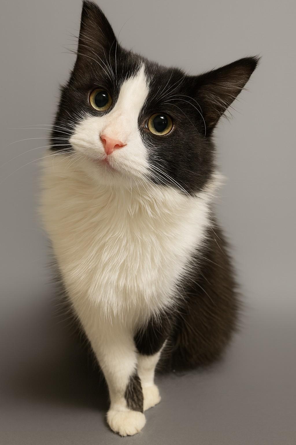 Enlarge Sophocles, a Adoptable mixed breed in Buhl, ID image 5/5