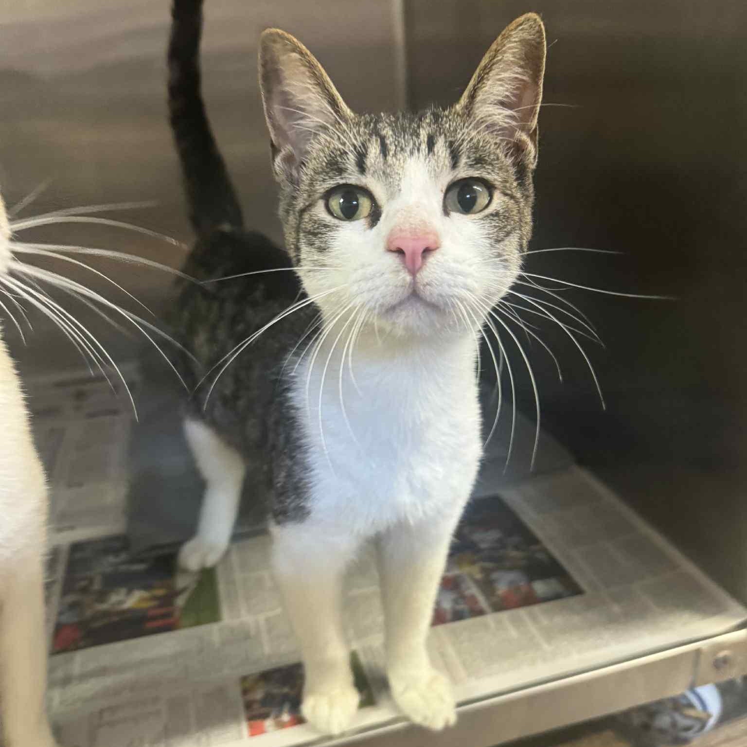 Michael Kors - Name Your Own Adoption Fee!, a Adoptable Domestic Short Hair in Jefferson, WI image 3/3