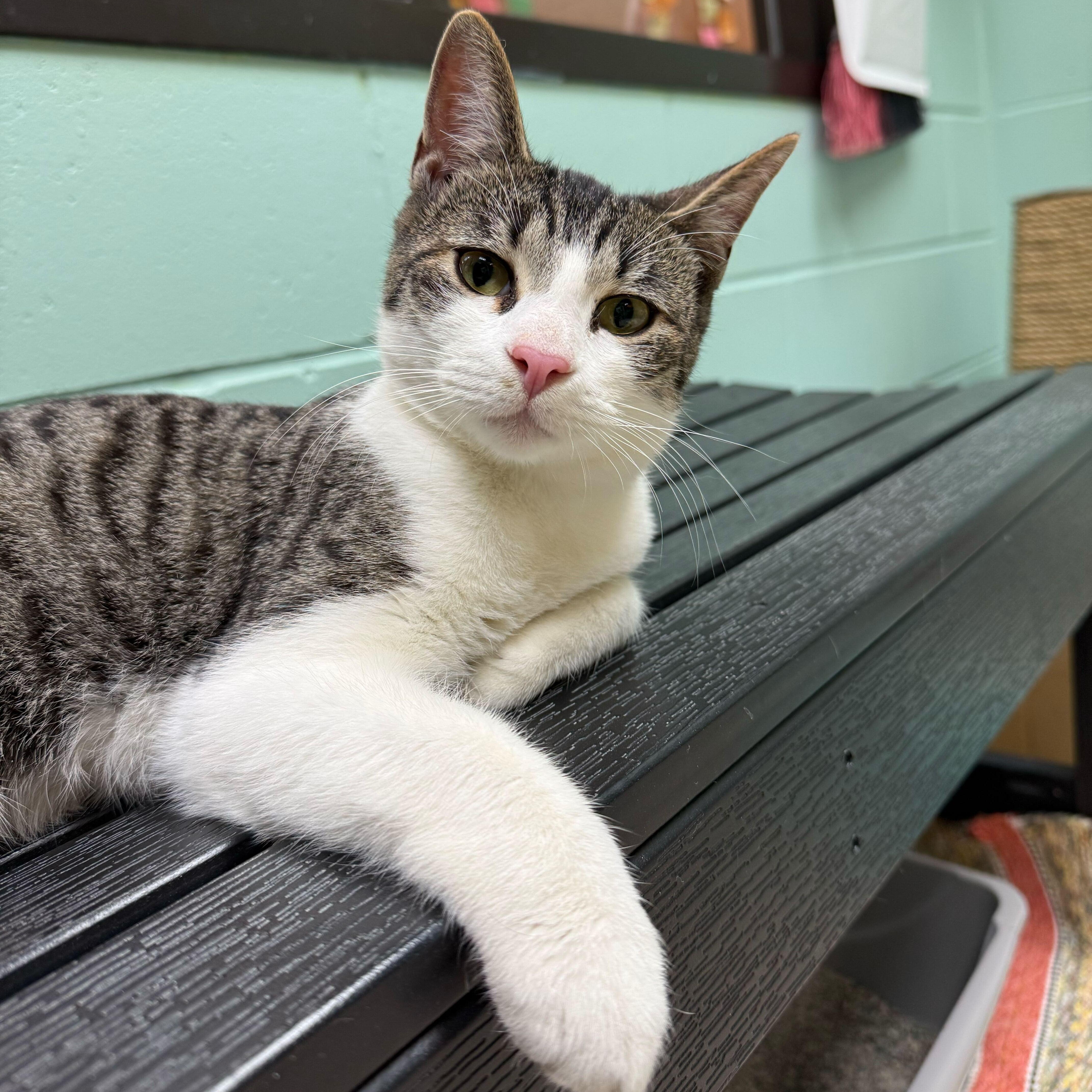 Michael Kors - Name Your Own Adoption Fee!, a Adoptable Domestic Short Hair in Jefferson, WI image 1/3