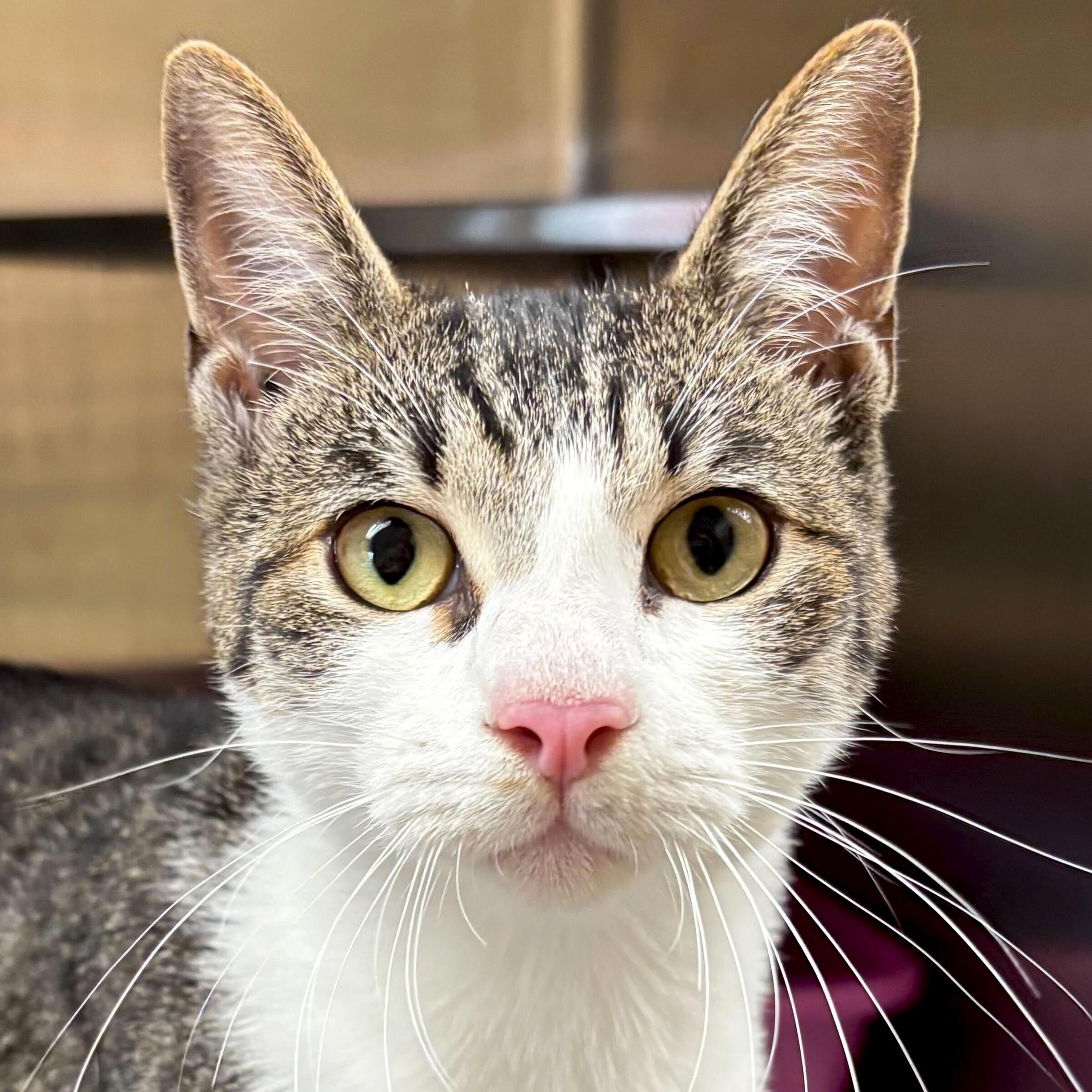 Michael Kors - Name Your Own Adoption Fee!, a Adoptable Domestic Short Hair in Jefferson, WI image 2/3