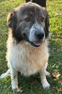 Enlarge Hank (GREAT Family Companion), a Adoptable mixed breed in Newfoundland, PA image 2/3