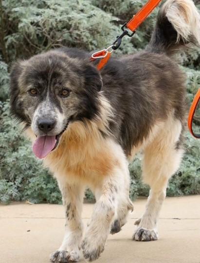 Hank (GREAT Family Companion), Adoptable, Young Male Great Pyrenees & English Shepherd.