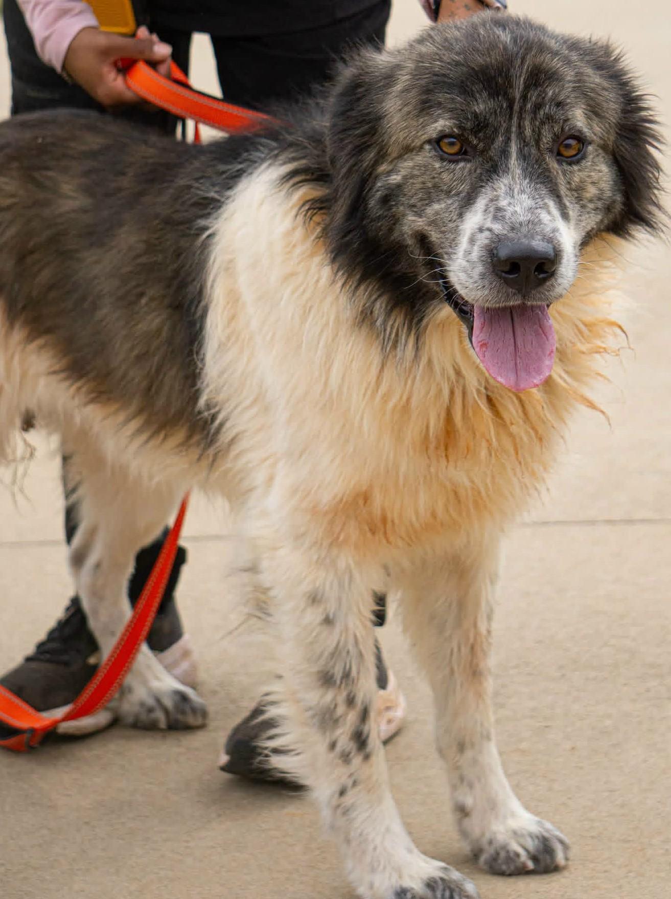 Enlarge Hank (GREAT Family Companion), a Adoptable mixed breed in Newfoundland, PA image 3/3