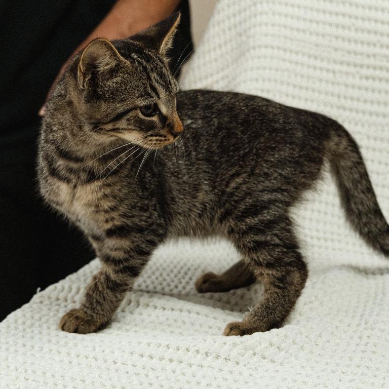 Wood Kitten 1(Ash), Adoptable, Kitten Male Domestic Short Hair.