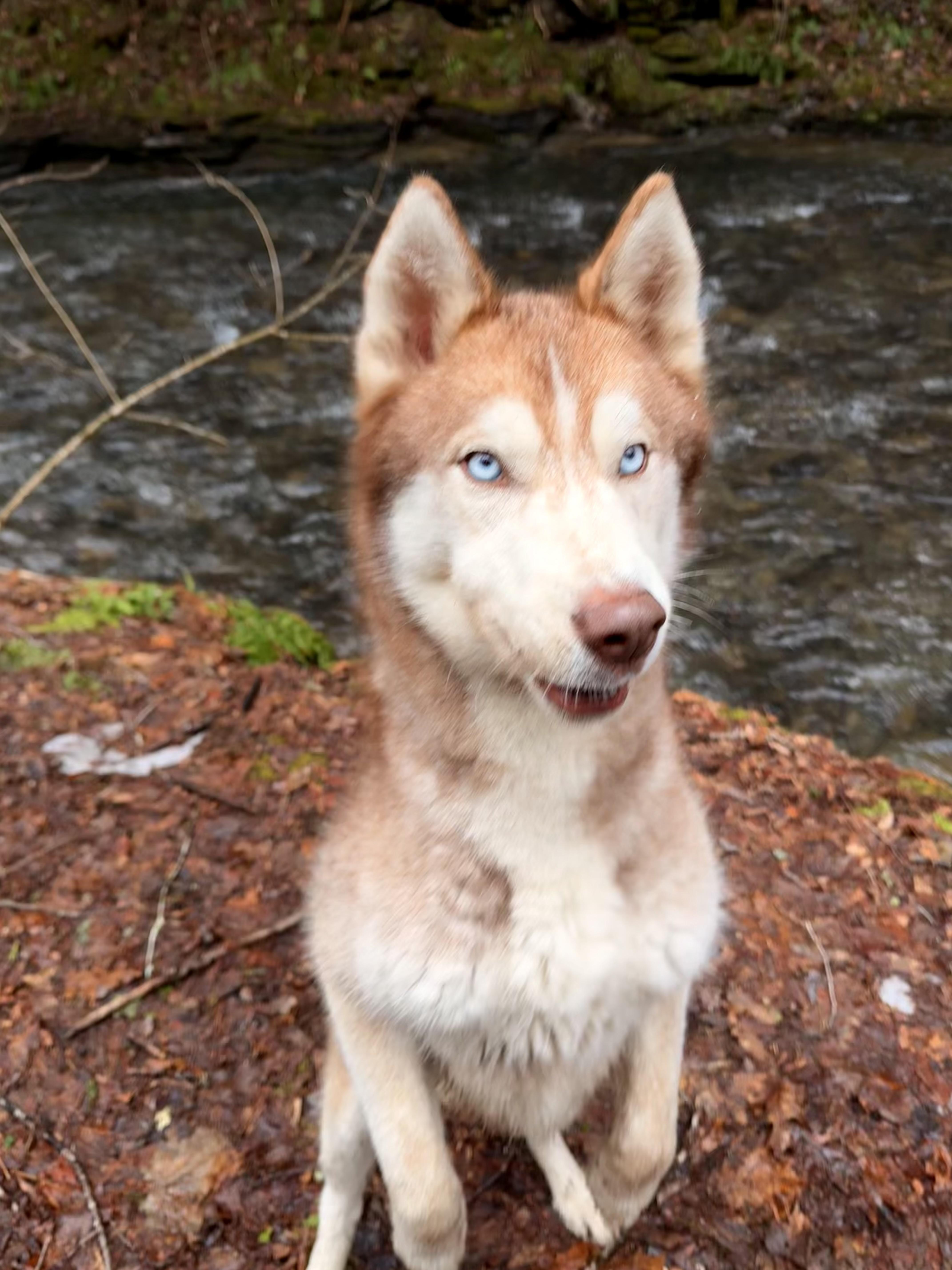 Enlarge Thoren, an adoptable Siberian Husky in Milford, NY image 2/4