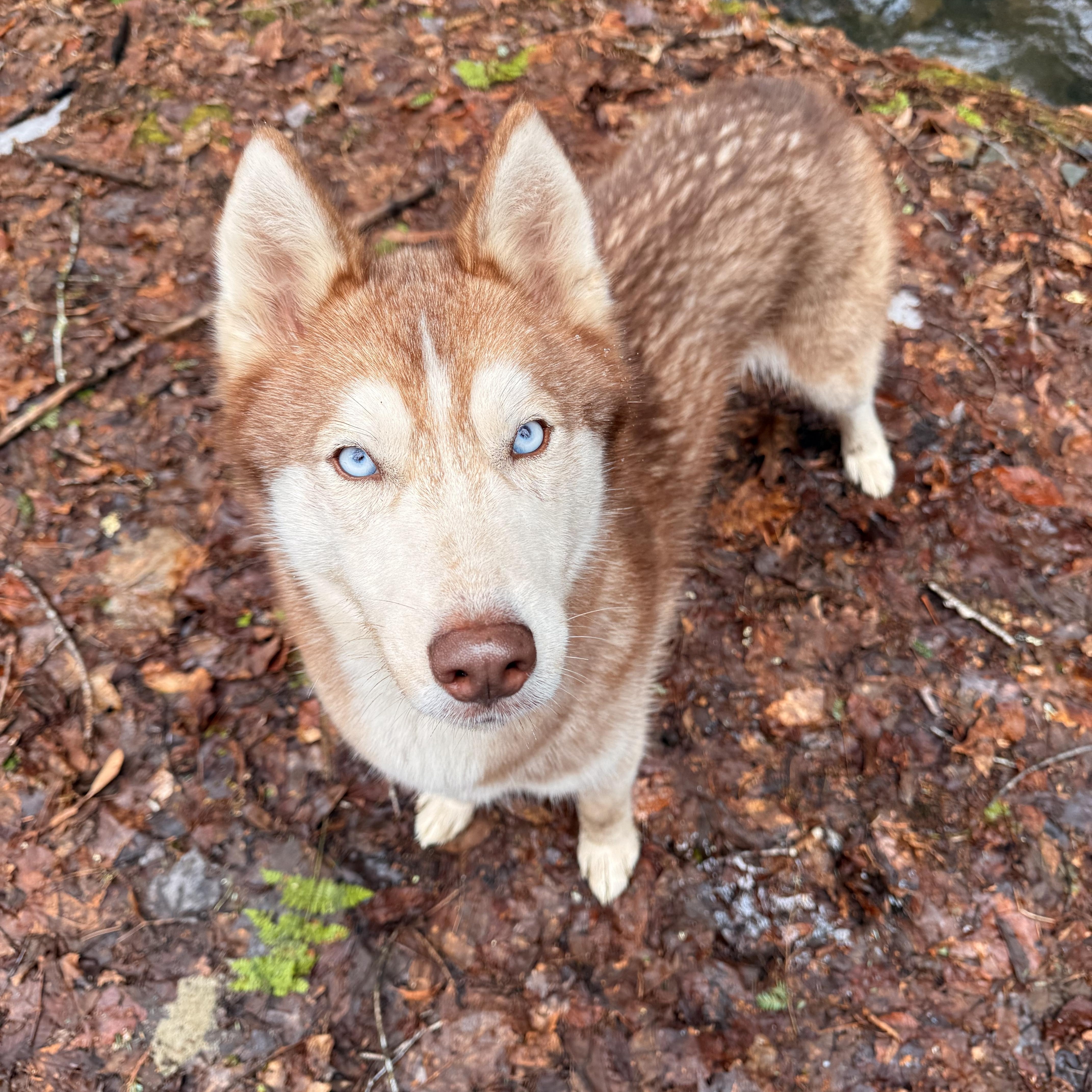 Enlarge Thoren, an adoptable Siberian Husky in Milford, NY image 1/4