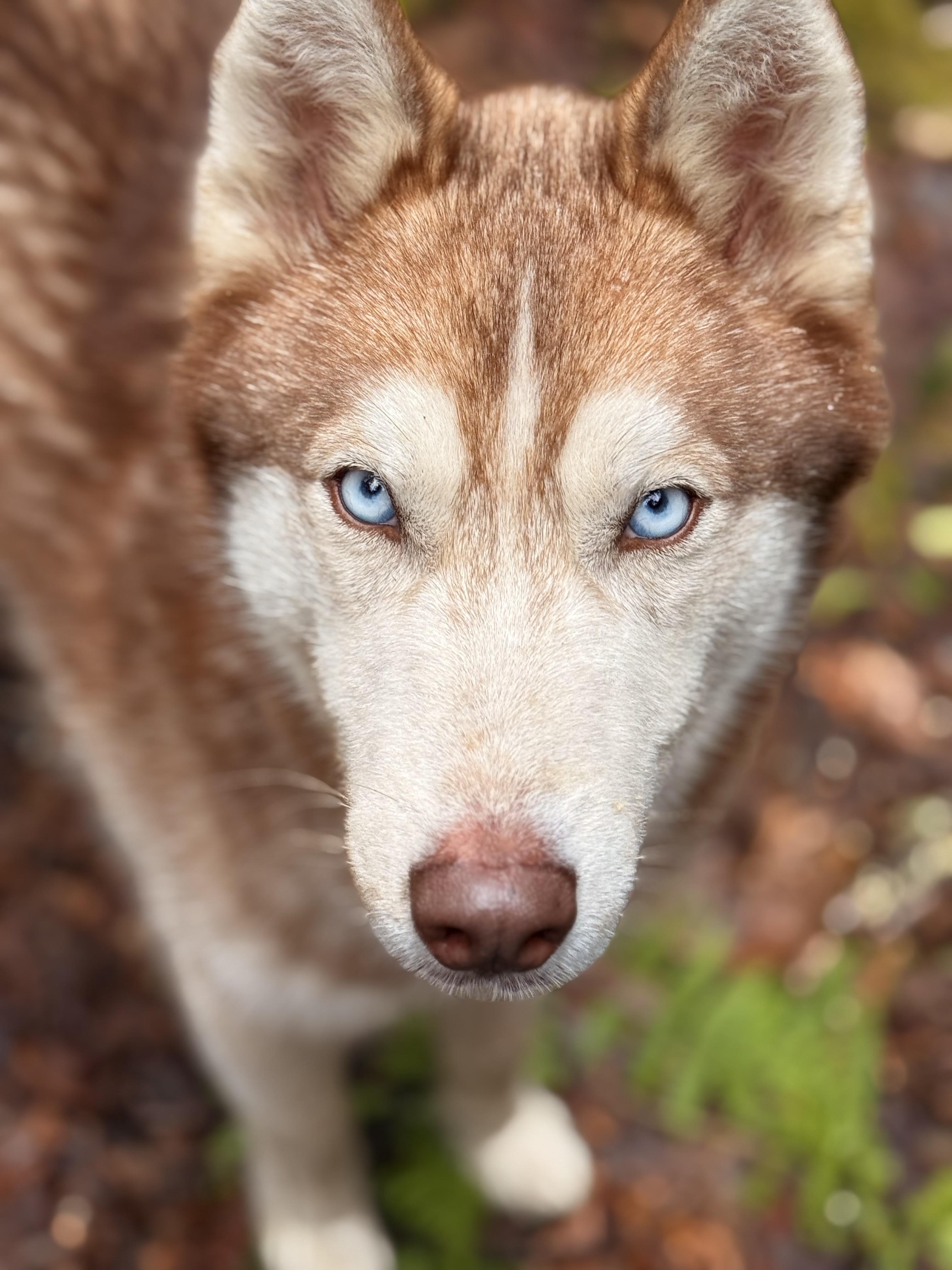 Enlarge Thoren, an adoptable Siberian Husky in Milford, NY image 3/4