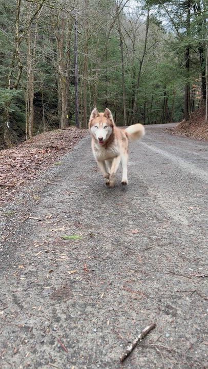 Enlarge Thoren, an adoptable Siberian Husky in Milford, NY video 4/4