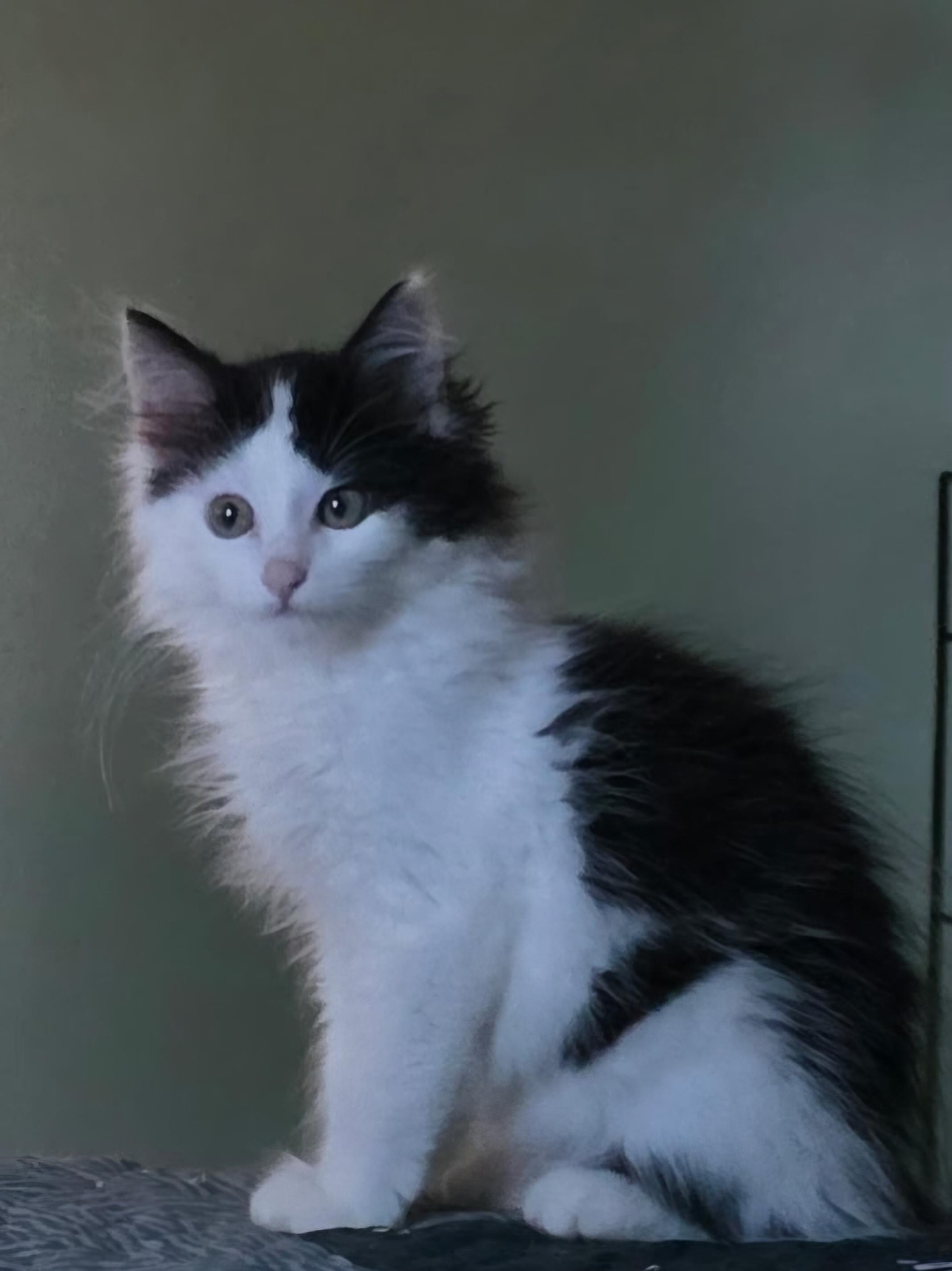 Enlarge Domino, a Adoptable Domestic Long Hair in Beulah, MI image 1/1