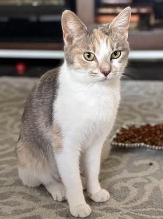 Brie $25, Adoptable, Young Female Domestic Short Hair & Domestic Short Hair.