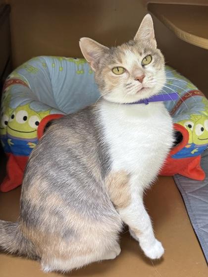 Brie $25 (Adoption Fee Sponsored), Adoptable, Young Female Domestic Short Hair & Domestic Short Hair.