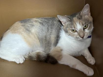 Brie $25, a Adoptable mixed breed in Seneca, SC image 2/3