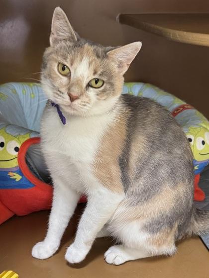 Enlarge Brie $25 (Adoption Fee Sponsored), a Adoptable mixed breed in Seneca, SC image 2/3