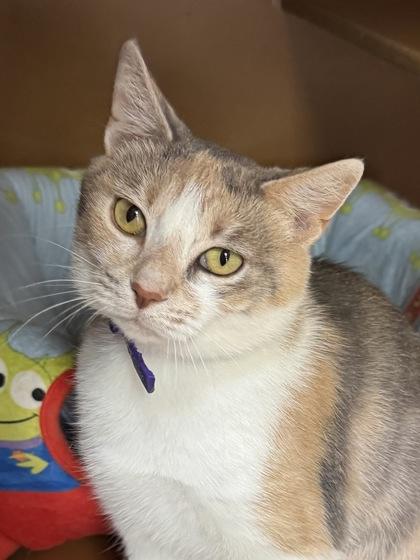 Enlarge Brie $25 (Adoption Fee Sponsored), a Adoptable mixed breed in Seneca, SC image 3/3