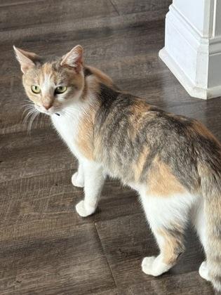 Brie $25, a Adoptable mixed breed in Seneca, SC image 3/3