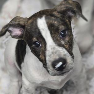 Meet Momma Brittanys Adorable Pups Dont let their less-than-professional headshots fool youthese