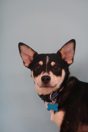 Howie, Adoptable, Young Male Rat Terrier & Mixed Breed.