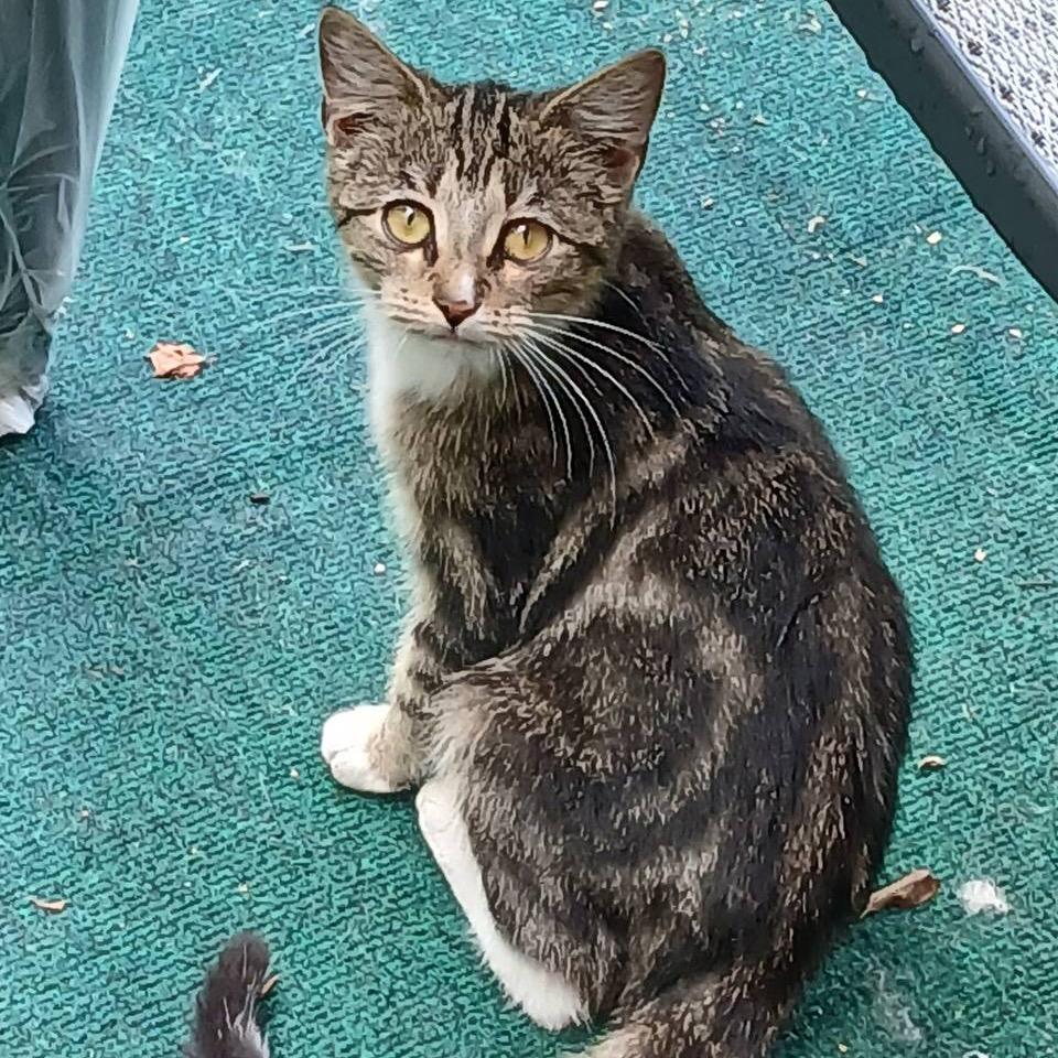Enlarge Swirley, a Adoptable Domestic Short Hair in Marshall, TX image 1/1