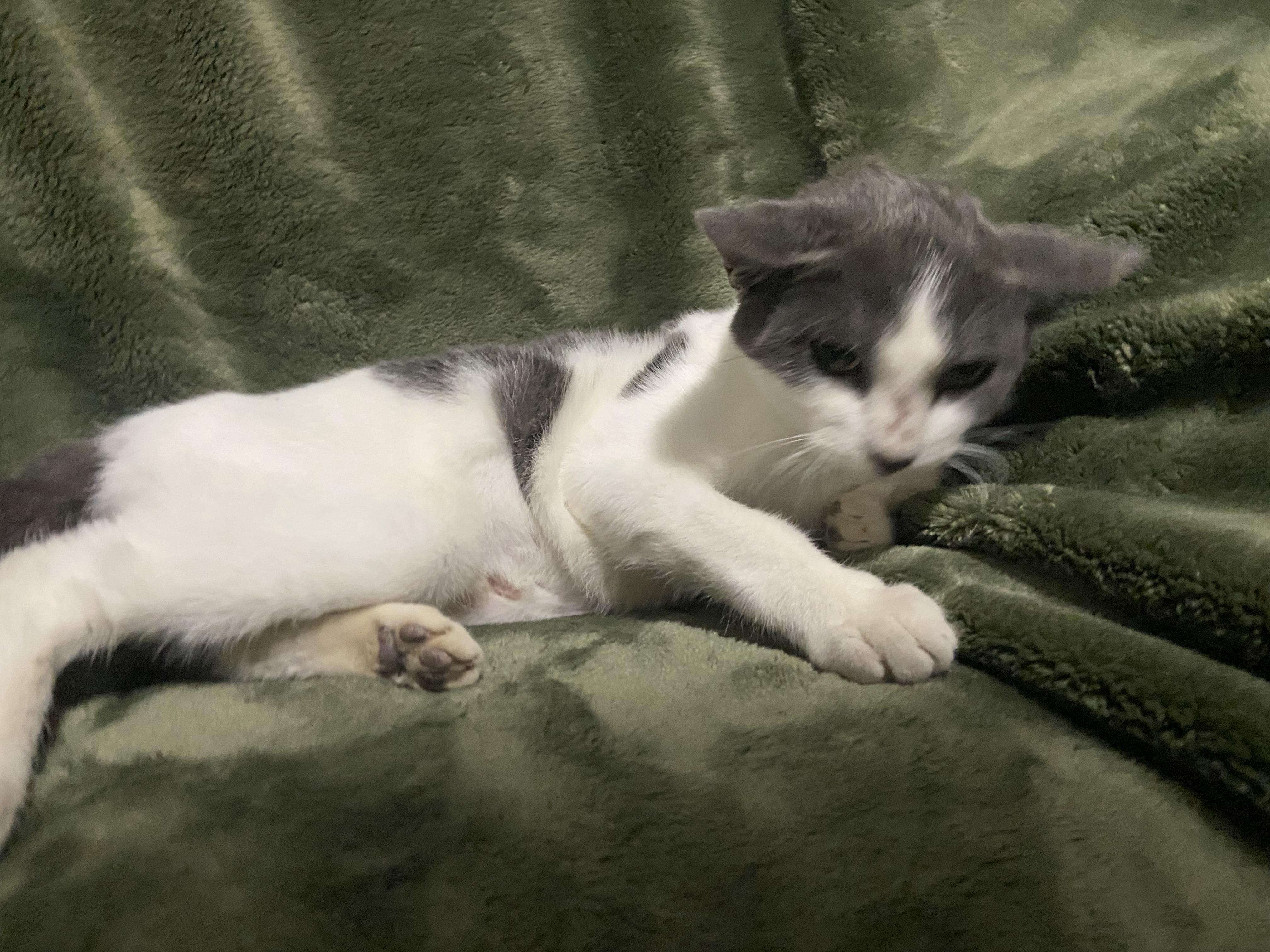 Enlarge Becky, a Adoptable Domestic Short Hair in Waveland, IN image 1/6